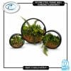 Round steel frame wall-hanging flowerpot